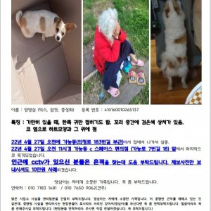 강아지를 찾습니다 믹스견 경기도 의정부시