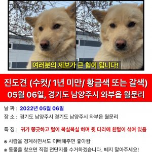 강아지를 찾습니다 강아지 전단지