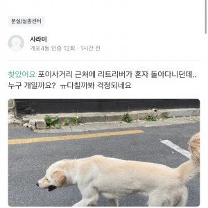 강아지 목격 래브라도리트리버 서울특별시 강남구