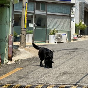 강아지 주인을 찾습니다 기타견종 서울특별시 서대문구