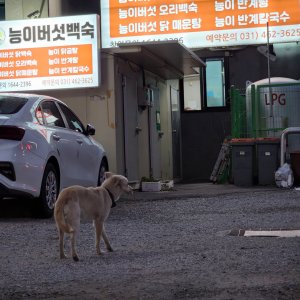 강아지 주인을 찾습니다 믹스견 경기도 의왕시