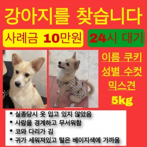 강아지를 찾습니다 믹스견 울산광역시 울주군