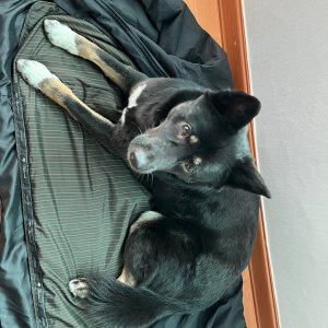 강아지 실종 믹스견 서울특별시 은평구