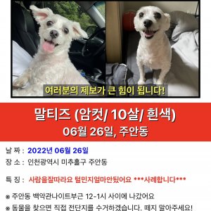 강아지를 찾습니다 강아지 전단지