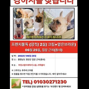 강아지를 찾습니다 프랜치불독 충청남도 청양군