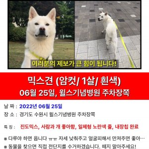 강아지를 찾습니다 강아지 전단지