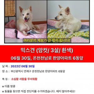 강아지를 찾습니다 기타견종 부산광역시 연제구