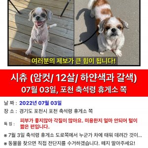 강아지를 찾습니다 강아지 전단지