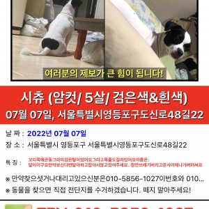 강아지 실종 믹스견 서울특별시 영등포구