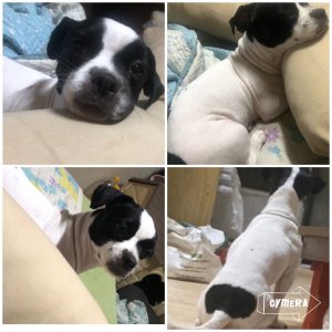 강아지를 찾습니다 강아지 전단지