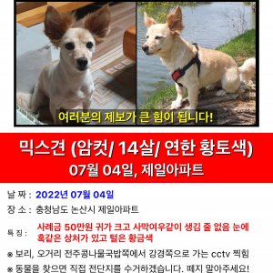 강아지를 찾습니다 믹스견 충청남도 논산시