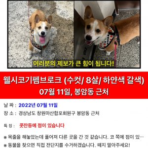 강아지 실종 웰시코기 경상남도 창원시 마산회원구