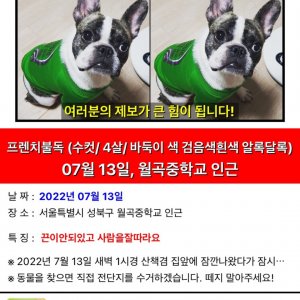 강아지 실종 프랜치불독 서울특별시 성북구