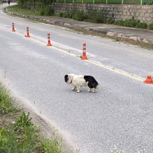 강아지 주인을 찾습니다 기타견종 경기도 이천시