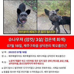 강아지를 찾습니다 강아지 전단지