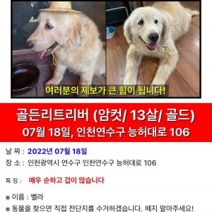 강아지 실종 골든리트리버 인천광역시 연수구
