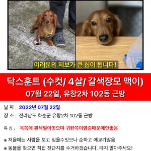 강아지를 찾습니다 강아지 전단지