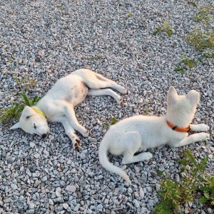 강아지 구조 기타견종 전라북도 남원시