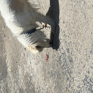 강아지를 찾습니다 기타견종 대구광역시 달성군