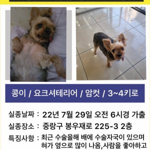 강아지를 찾습니다 강아지 전단지