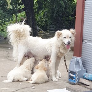 강아지를 찾습니다 믹스견 충청남도 부여군