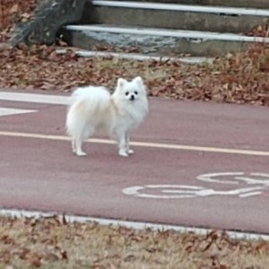 강아지 실종 포메라니언 경상남도 진주시