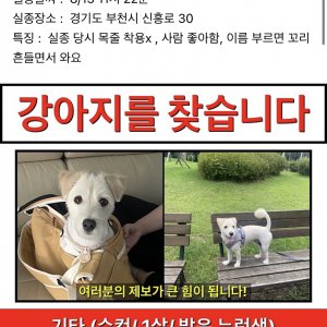 강아지 실종 믹스견 경기도 부천시 원미구