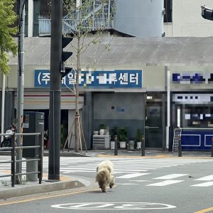 강아지 주인을 찾습니다 강아지 전단지