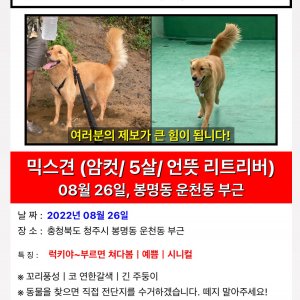 강아지를 찾습니다 믹스견 충청북도 청주시 흥덕구