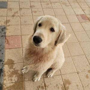 강아지 실종 골든리트리버 경기도 고양시 덕양구