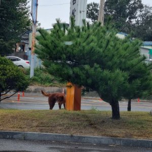 강아지 목격 기타견종 경기도 화성시