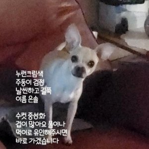 강아지를 찾습니다 강아지 전단지