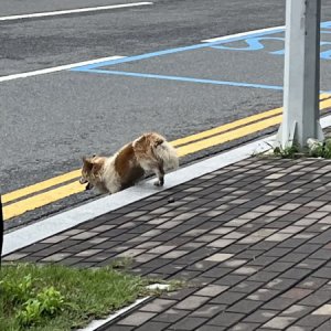 강아지 목격 웰시코기 경상북도 포항시 북구