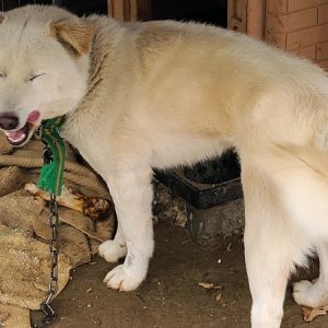 강아지를 찾습니다 믹스견 경기도 고양시 일산동구