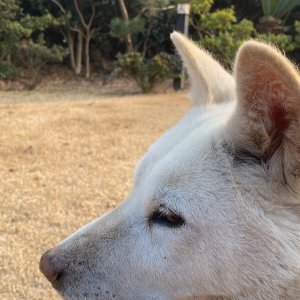 강아지를 찾습니다 강아지 전단지