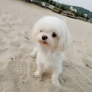 강아지 실종 말티즈 경기도 안산시 상록구