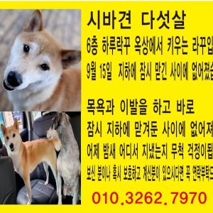 강아지 실종 시바 서울특별시 성북구