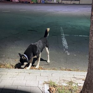 강아지 주인을 찾습니다 시바 전라남도 무안군