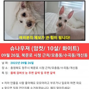 강아지 실종 슈나우저 충청북도 청주시 상당구