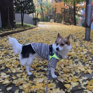 강아지를 찾습니다 강아지 전단지