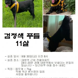 강아지를 찾습니다 푸들/토이푸들 서울특별시 영등포구