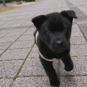 강아지 구조 동경견 경상북도 영주시