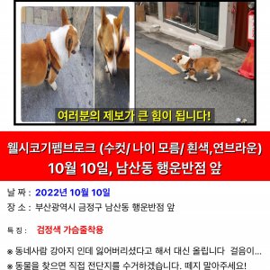 강아지를 찾습니다 웰시코기펨브로크 부산광역시 금정구