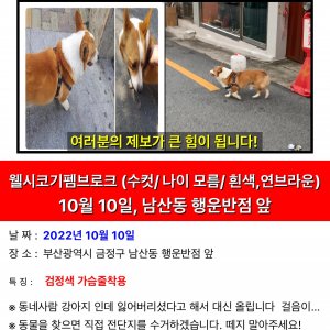 강아지를 찾습니다 강아지 전단지