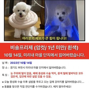 강아지를 찾습니다 비숑프리제 경기도 부천시 원미구