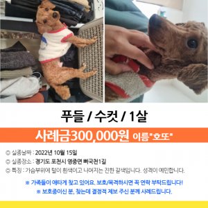 강아지 실종 푸들 경기도 포천시