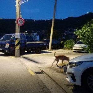 강아지 주인을 찾습니다 강아지 전단지