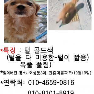 강아지 실종 믹스견 전라북도 전주시 덕진구