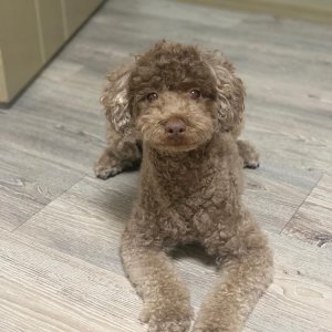 강아지를 찾습니다 강아지 전단지