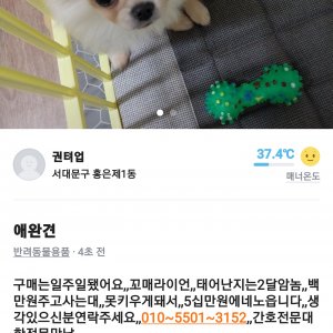 강아지 주인을 찾습니다 포메라니언 서울특별시 마포구